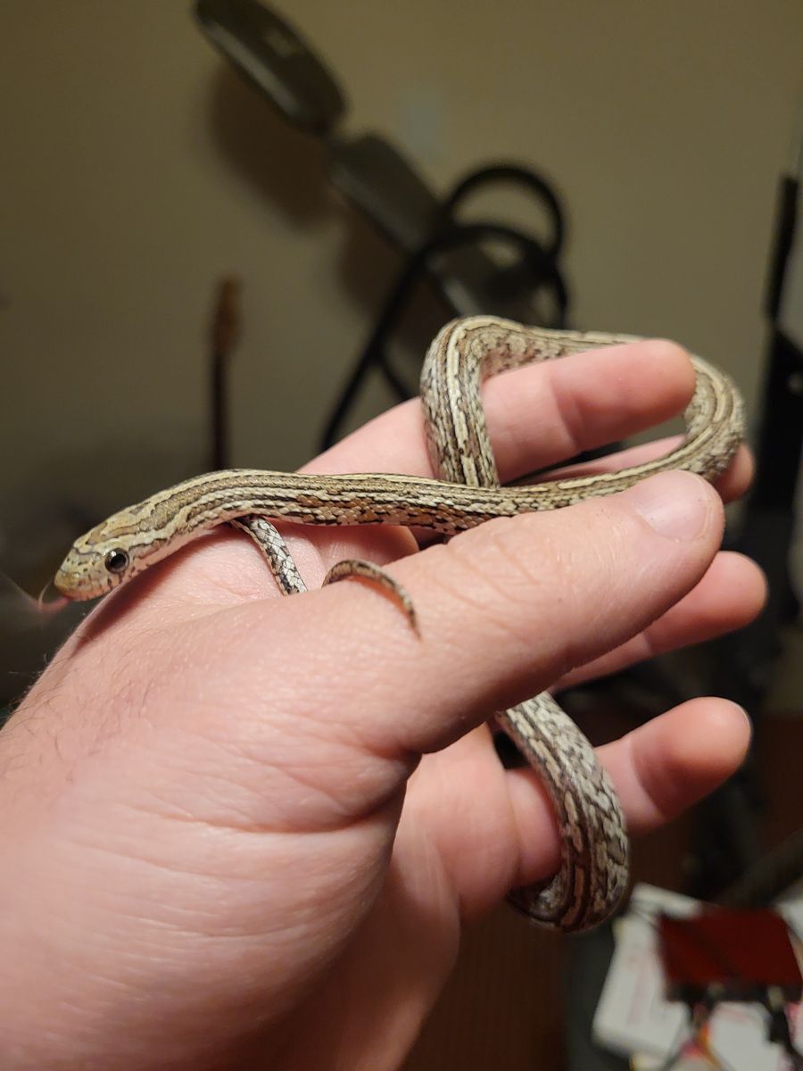 Juvenile/Sub-Adult Cornsnake 