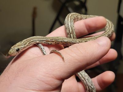 Juvenile/Sub-Adult Cornsnake
