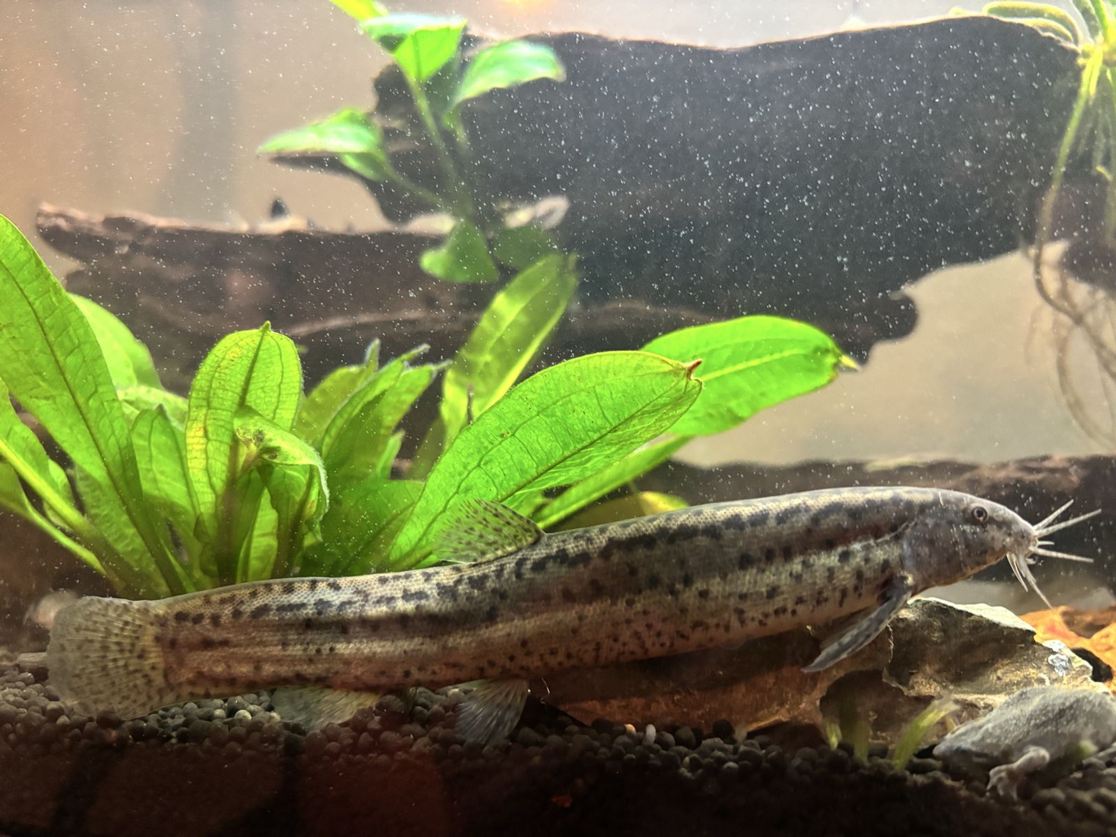Dojo loach