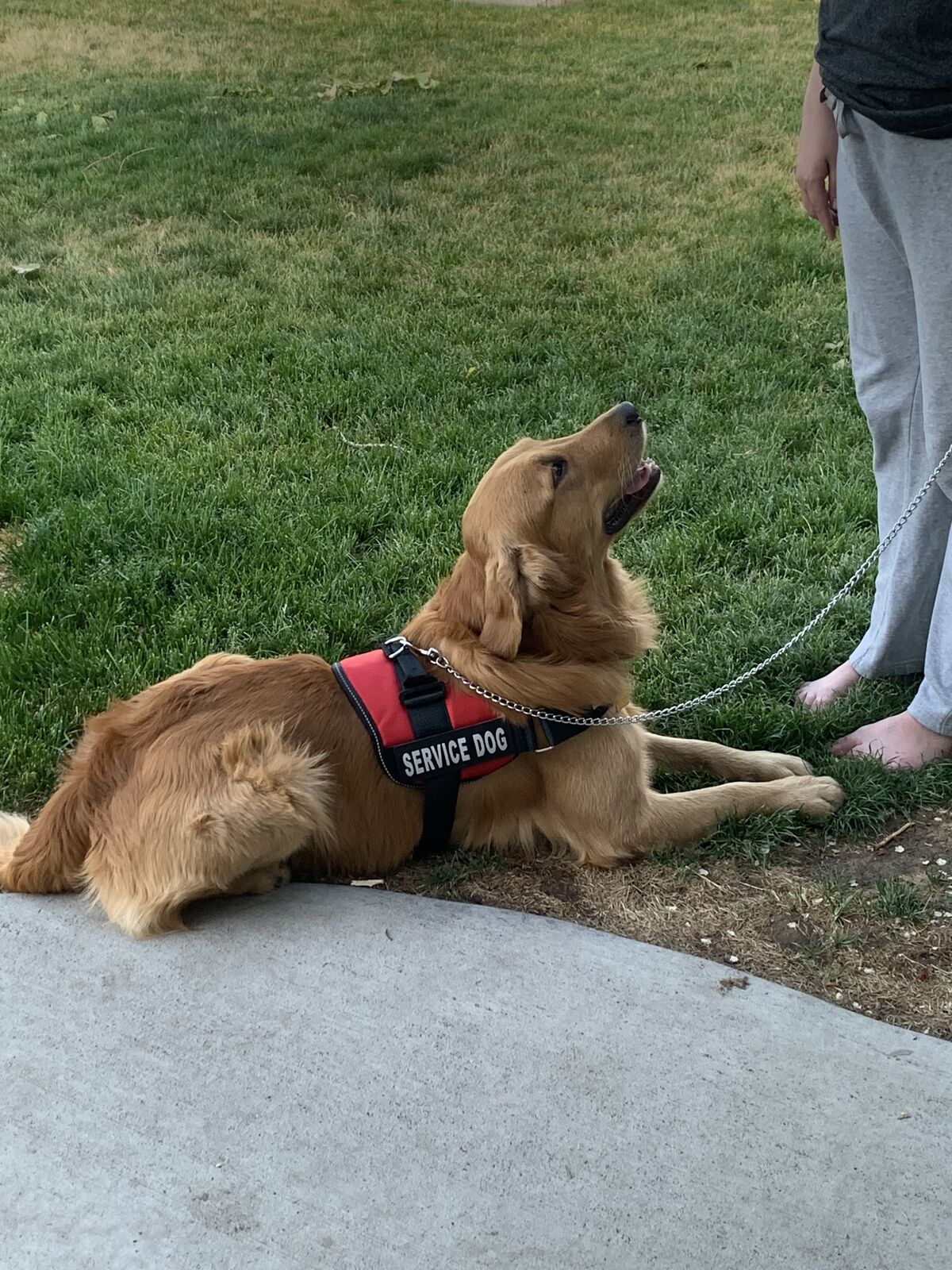 Proven Golden Retriever Stud – “Buddy” AKC Registered | OFA Certified | Service Dog