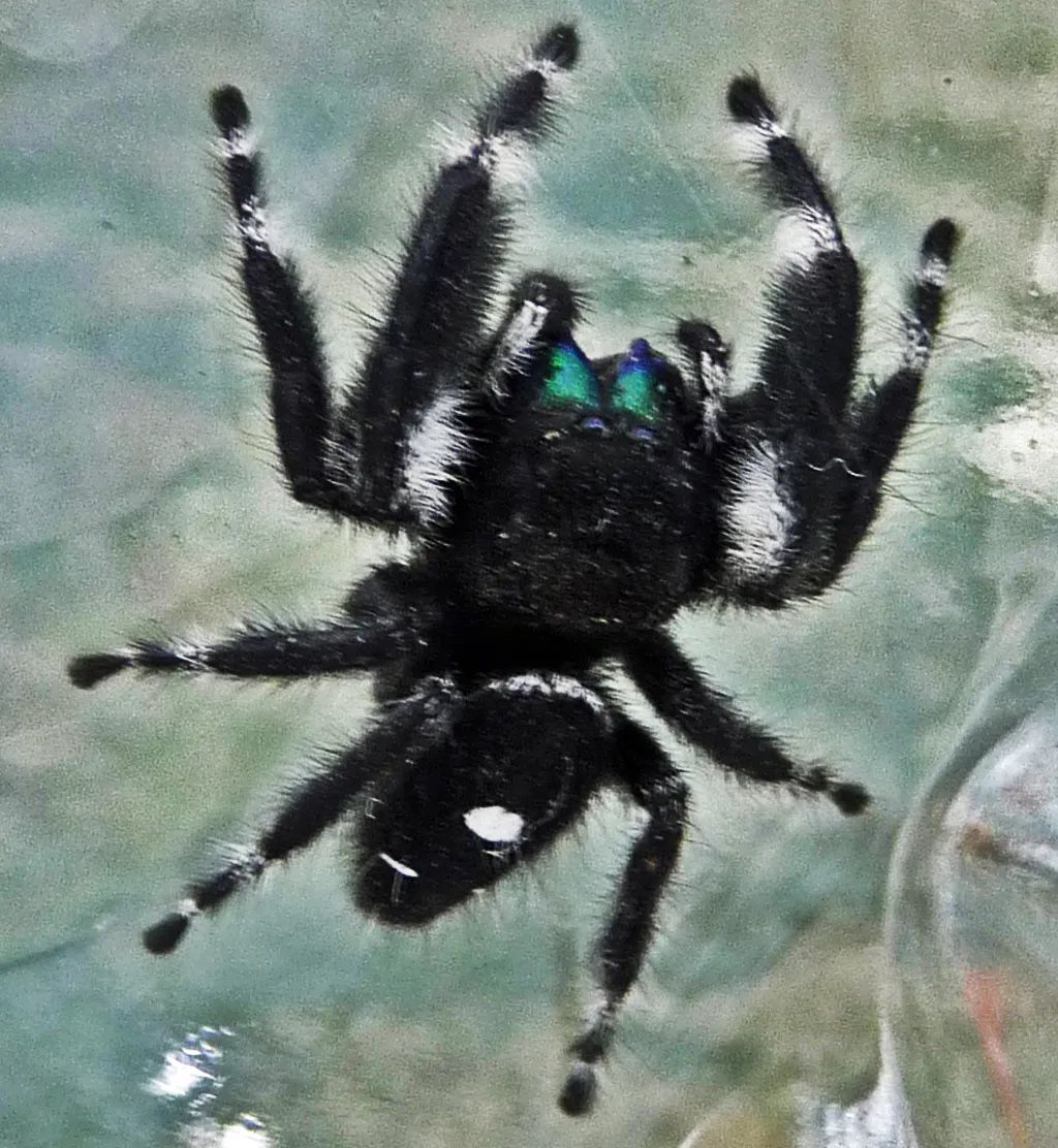 Bold jumping spider & enclosure