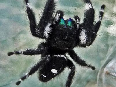 Bold jumping spider & enclosure