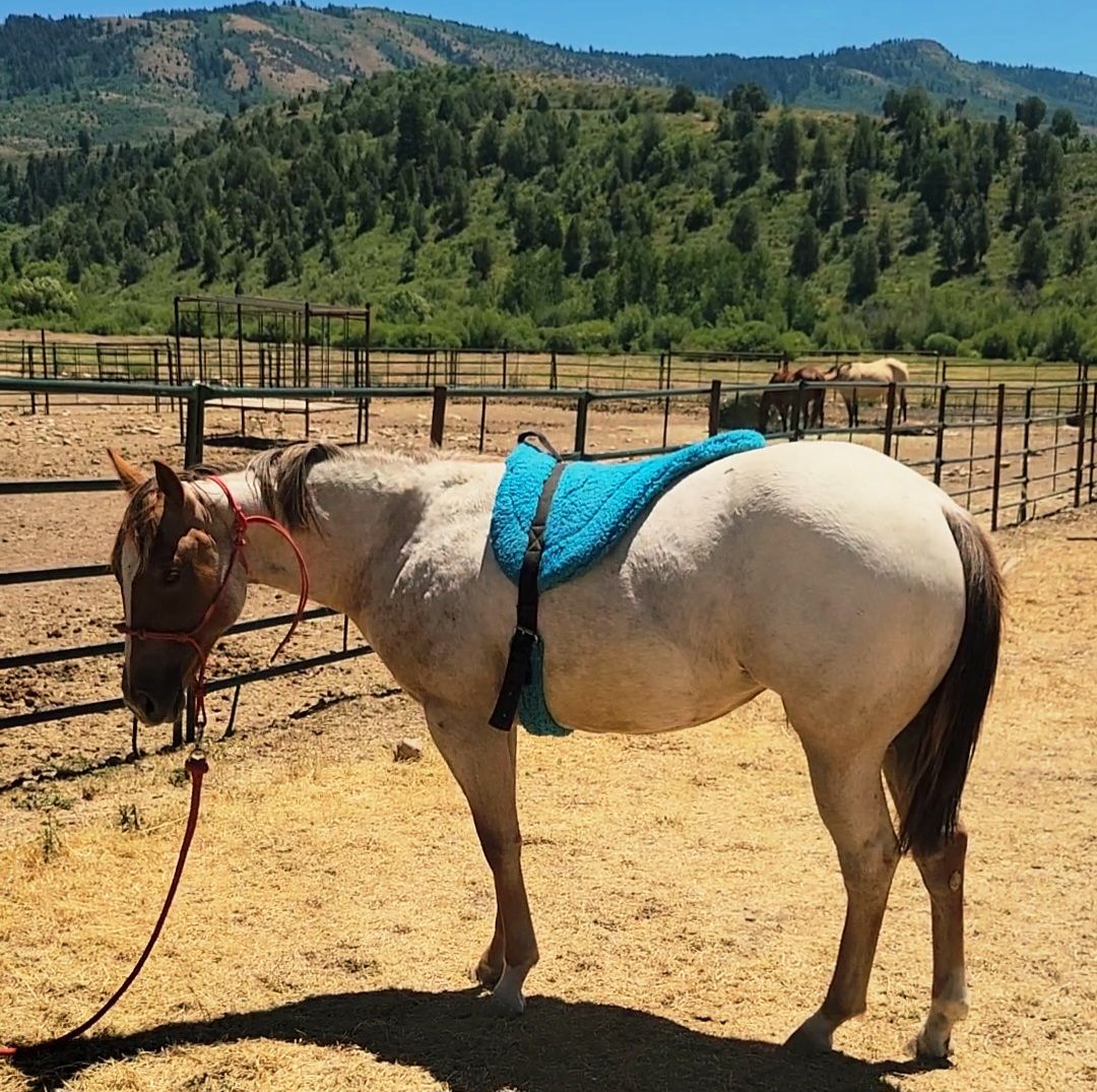2025 AQHA Catful of Cash/Eleven Under Parr roan filly
