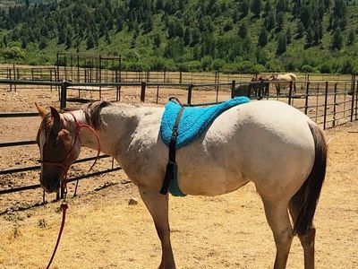 2025 AQHA Catful of Cash/Eleven Under Parr roan filly