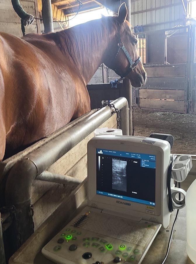 I ultrasound & AI mares