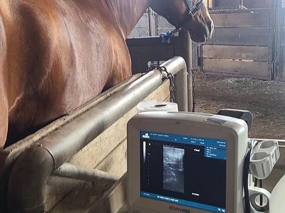 I ultrasound & AI mares