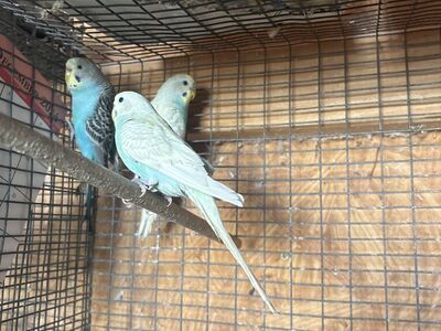 Baby Parakeet For Sale $30.00 Each