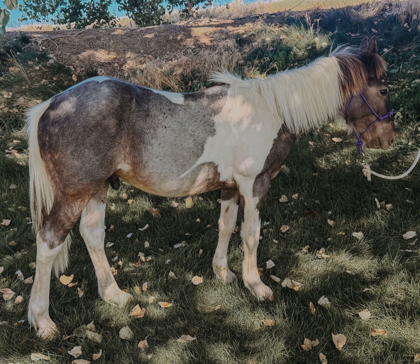 Gypsy quarter horse colt