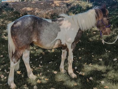 Gypsy quarter horse colt