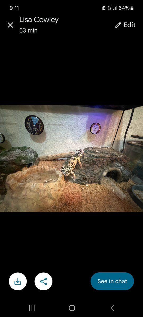 Spotted Leopard Gecko