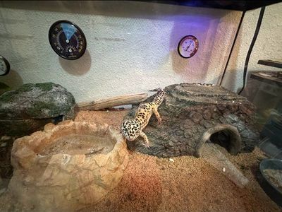 Spotted Leopard Gecko