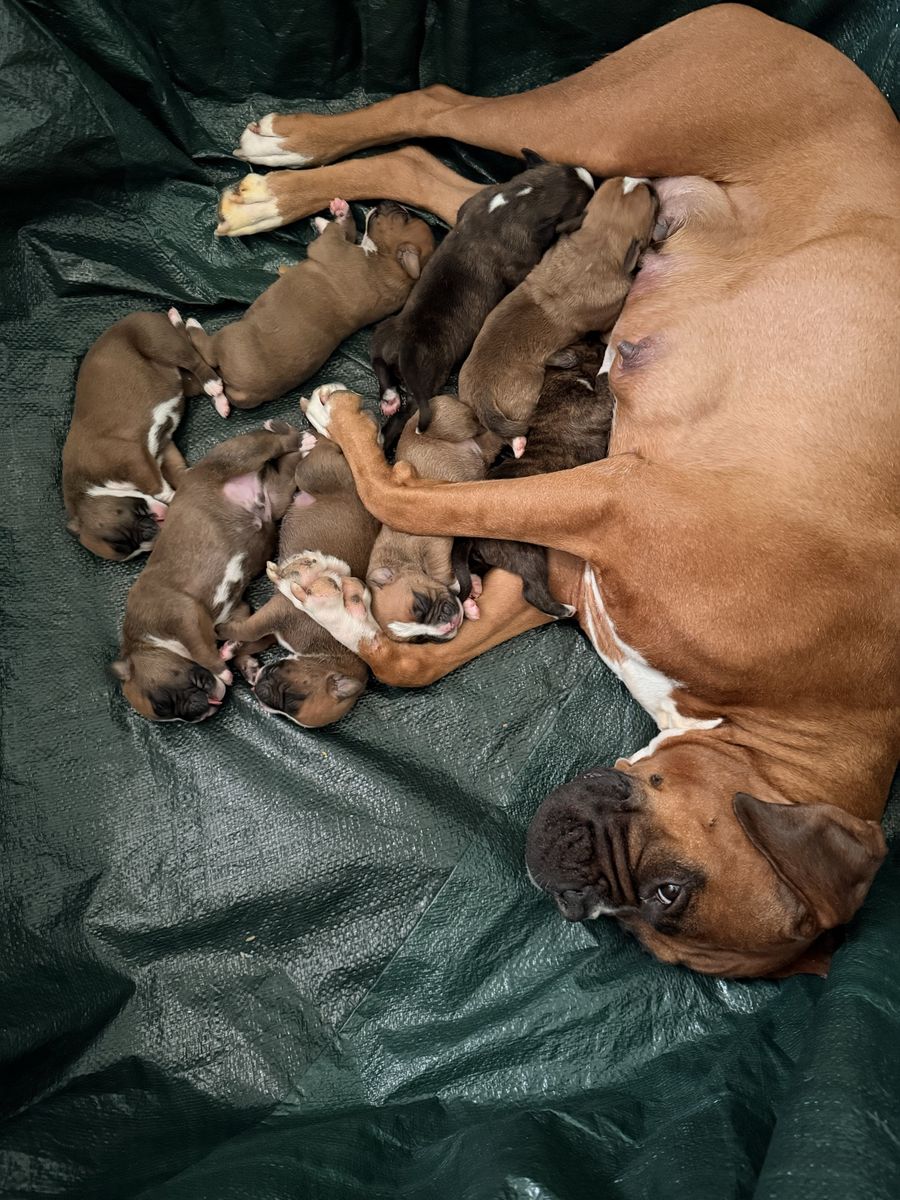 Boxer Puppies