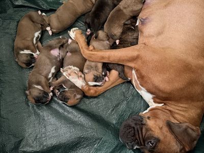 Boxer Puppies