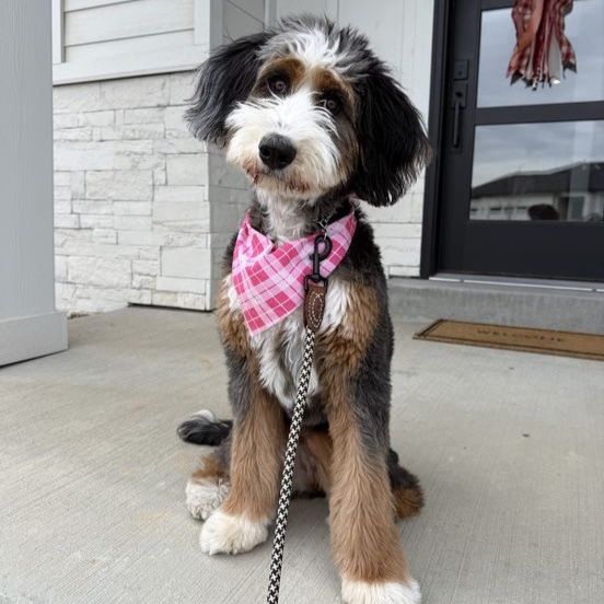 Mini Bernedoodle for guardian