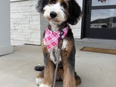 Mini Bernedoodle for guardian