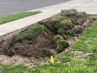 Free SOD