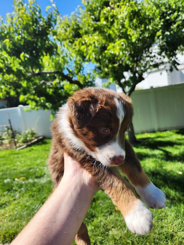 Dog for Sale