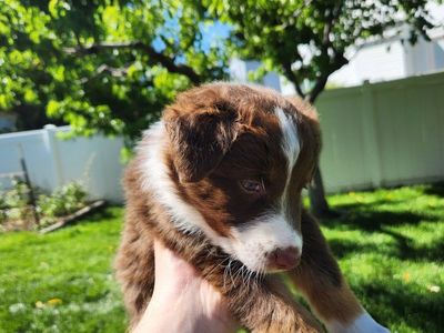 Dog for Sale