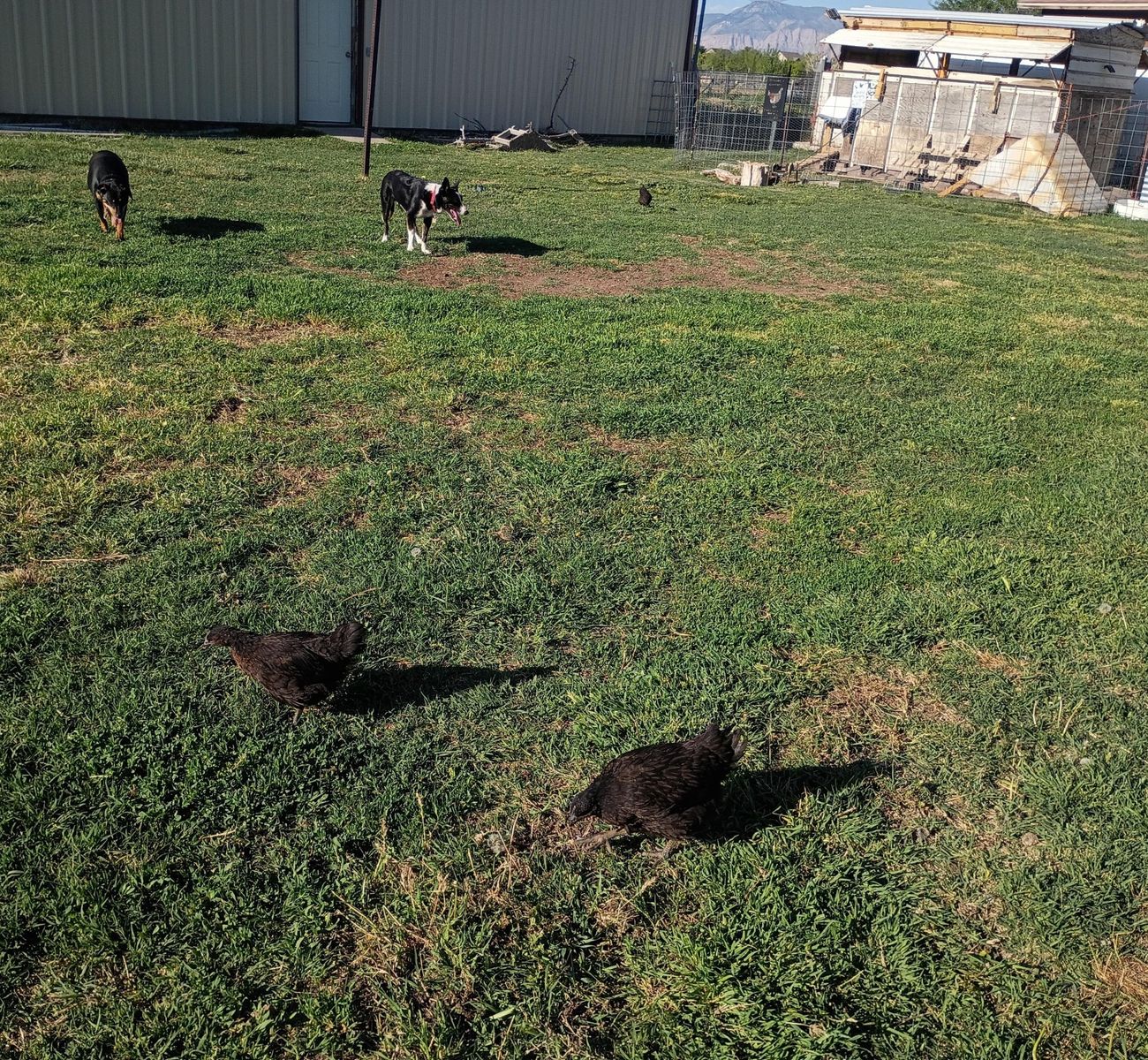 Black Sex-Link pullets