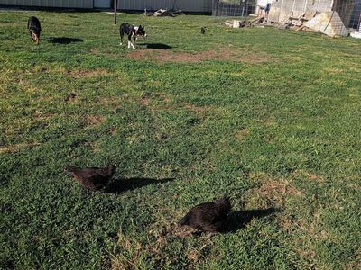 Black Sex-Link pullets