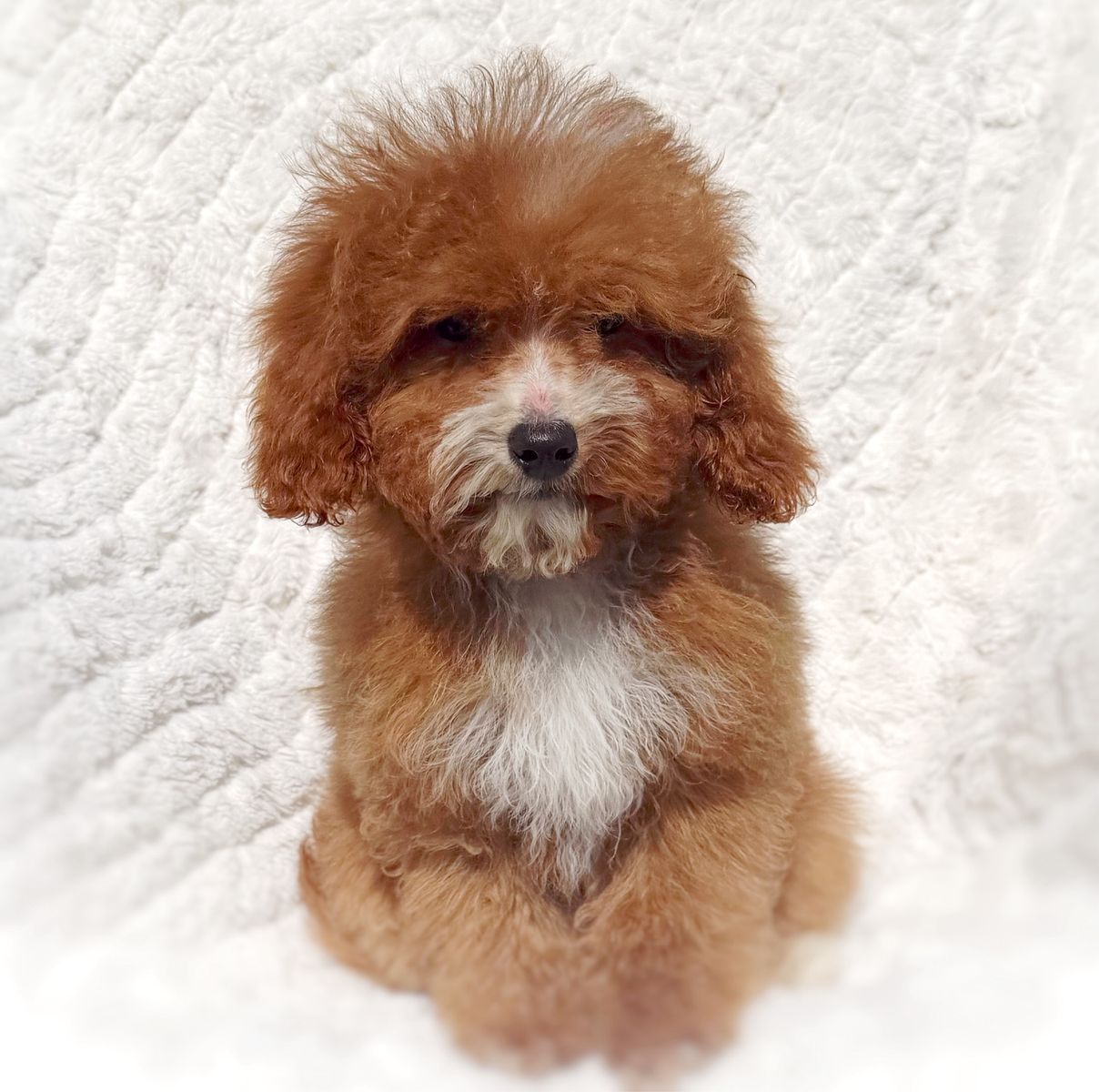 Micro Cavapoo
