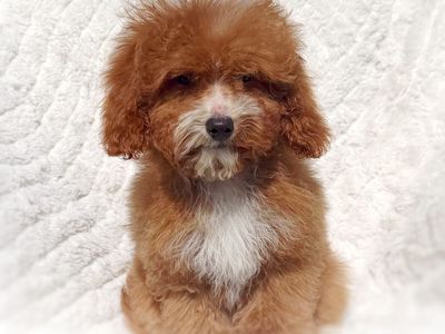 Micro Cavapoo