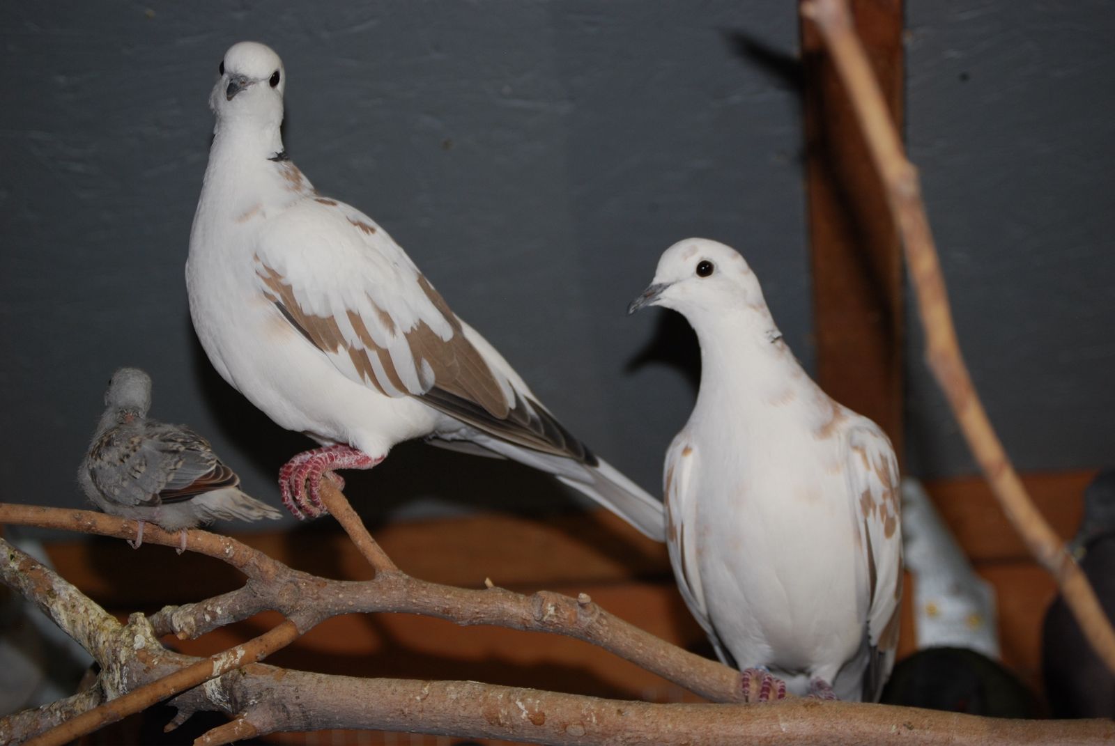 Pied Ringneck Doves