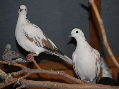 Pied Ringneck Doves