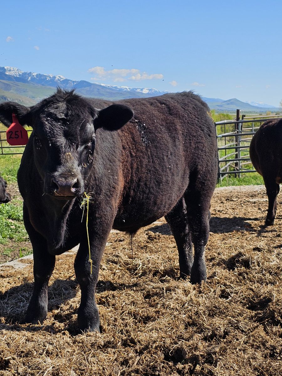 Angus steer