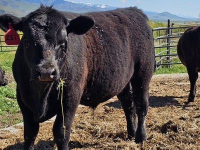 Angus steer