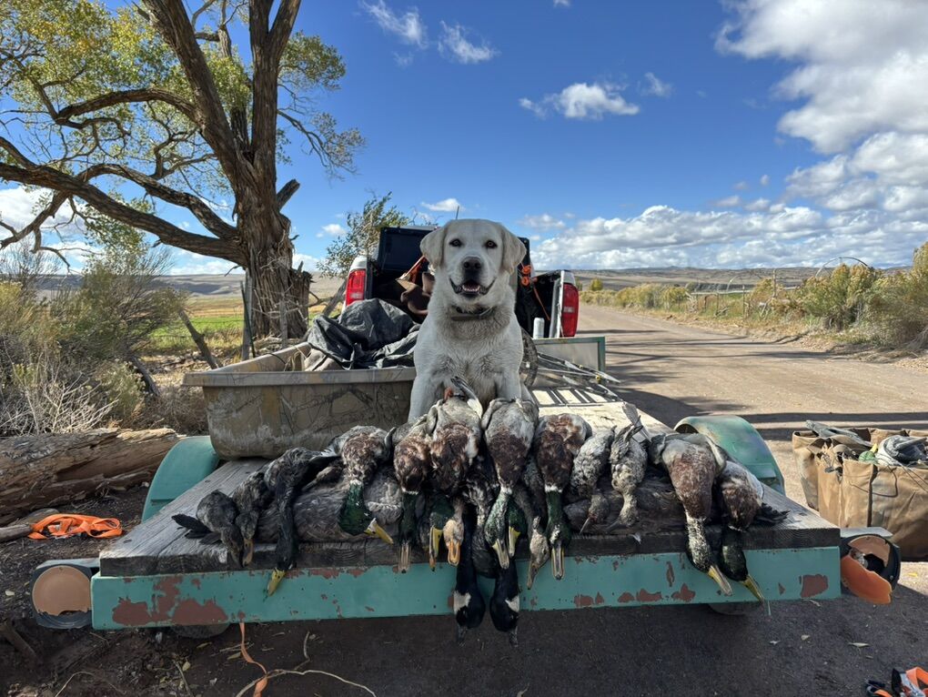 Labrador Retriever Stud
