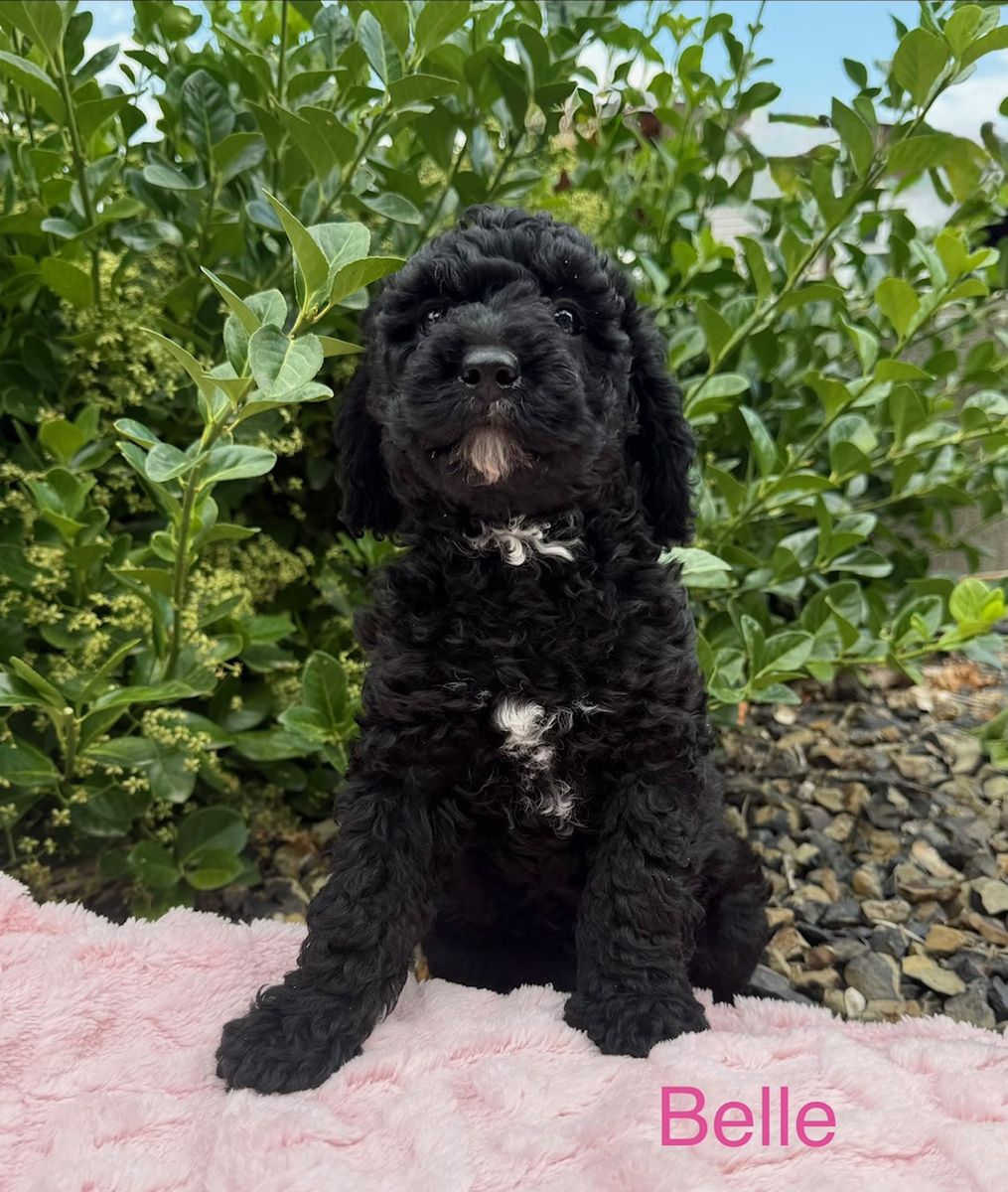 AKC Mini Poodle Puppies - Belle, Elsa, Lacy, and Lily - Hypoallergenic, Black with White Markings