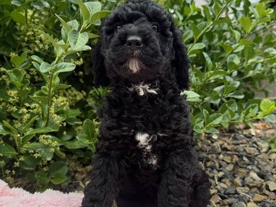 AKC Mini Poodle Puppies - Belle, Elsa, Lacy, and Lily - Hypoallergenic, Black with White Markings