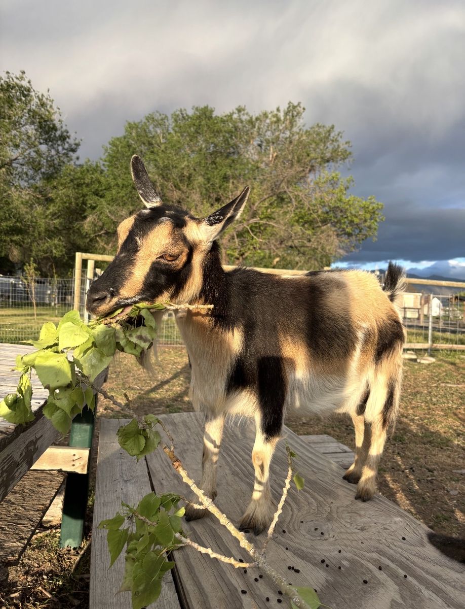 Nigrian Darf And Nubian