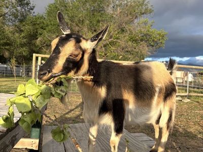 Nigrian Darf And Nubian