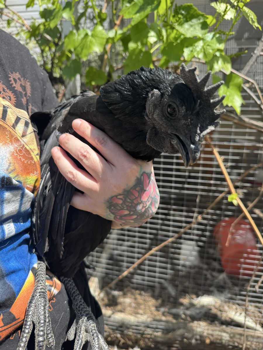 Free rooster