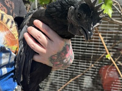 Free rooster