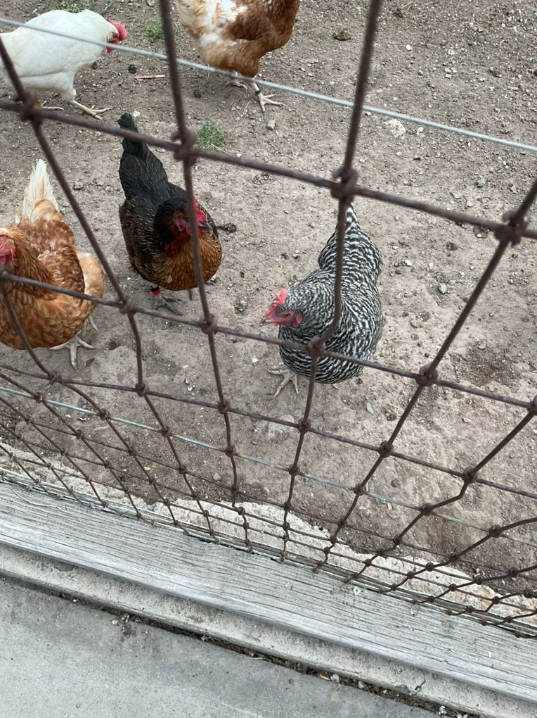 Chickens