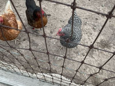 Chickens