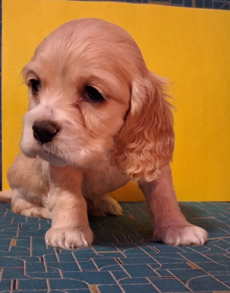 Cocker Spaniel Puppies - Adorable & Playful Companions