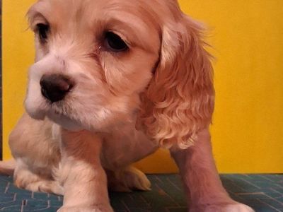Cocker Spaniel Puppies - Adorable & Playful Companions