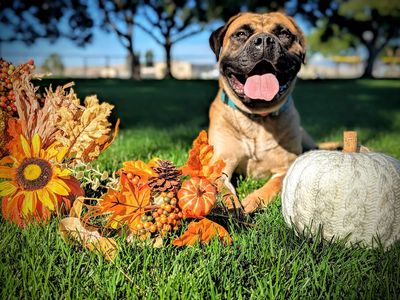 Professionally Trained Mastiff