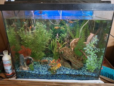 30ish Gallon Fishtank and Fish