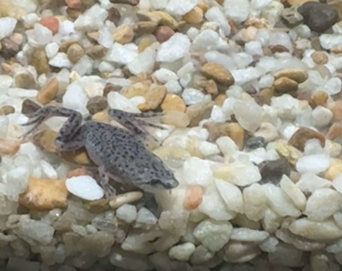 aquarium w frogs