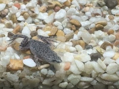 aquarium w frogs