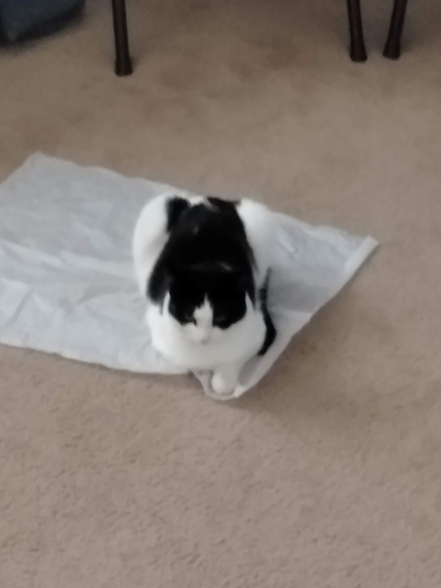 Free Cat with supplies