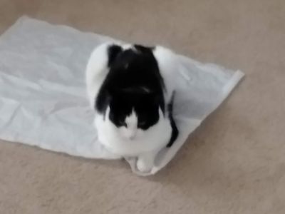 Free Cat with supplies