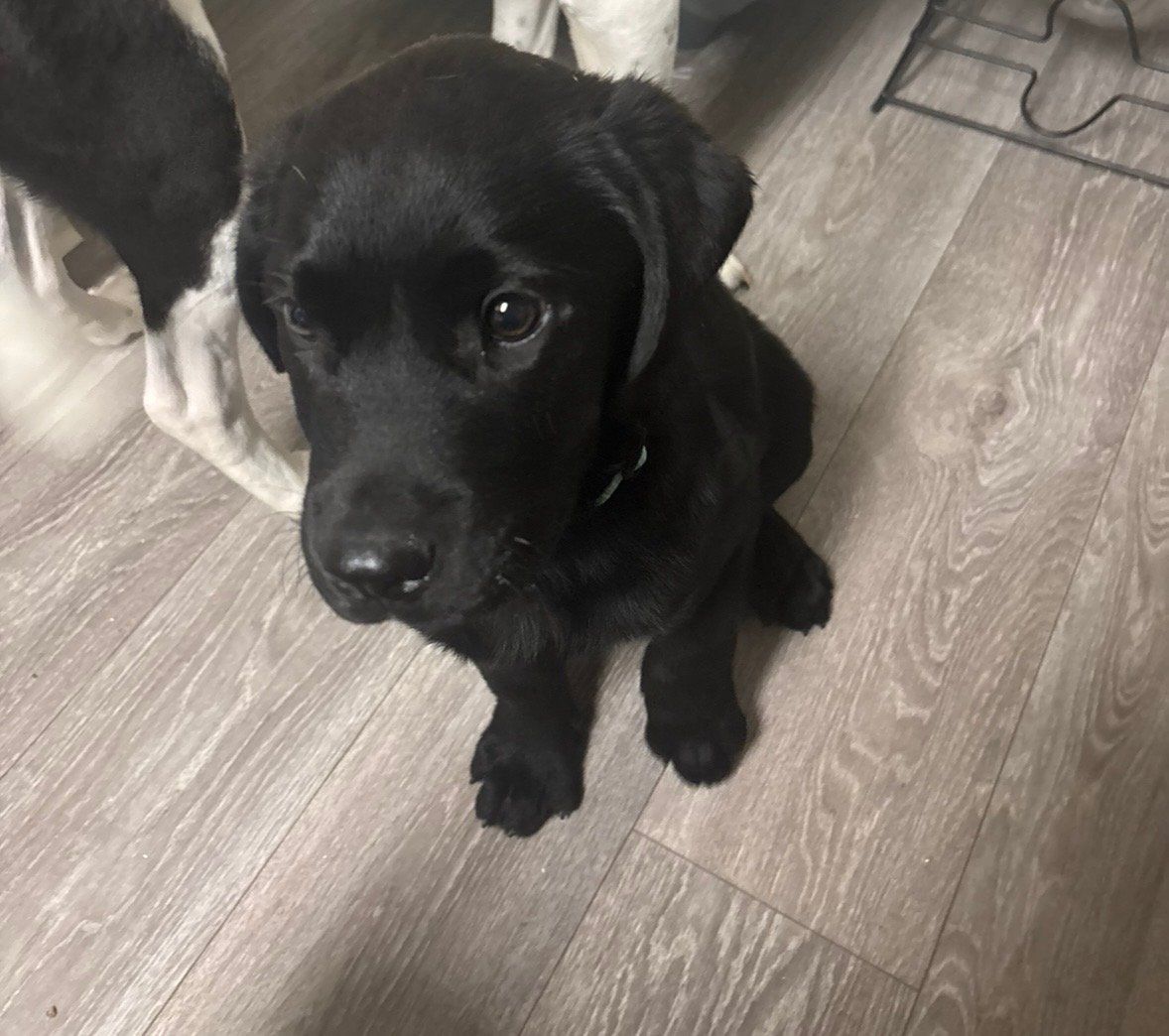 11 week old black lab