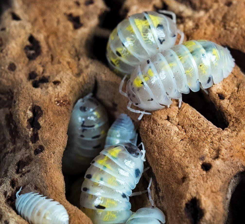 Japanese Magic Potion Isopods