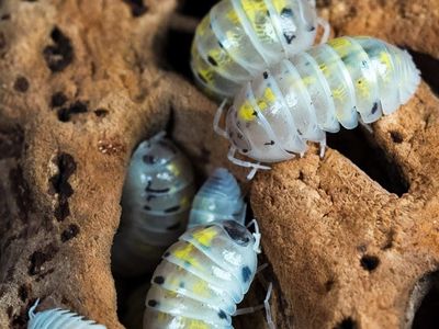 Japanese Magic Potion Isopods